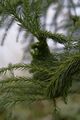 Cryptomeria japonica Cristata-1 Kryptomeria japońska